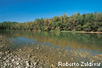 Vegetación de ribera en los Sotos de Alfaro