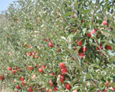 manzanas Finca Señorío de Rioja