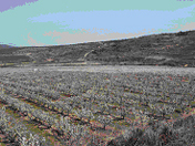 finca de cerezos cersabor