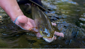 la pesca de la trucha2