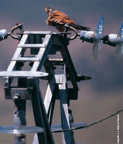 tendidos eléctricos