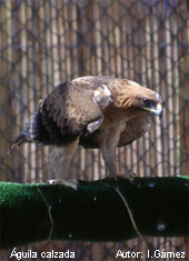 centro de recuperación de fauna silvestre