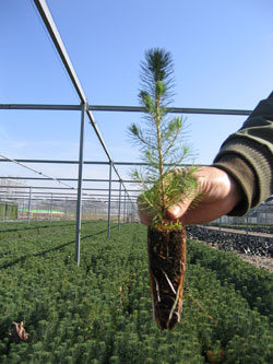 vivero forestal de La Fombera