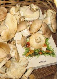 recolección de setas