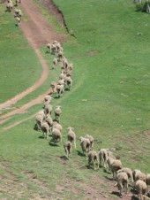 Ovejas por una vía pecuaria de La Rioja