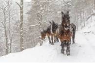 Tercer premio "Encuentro bajo la nieve"