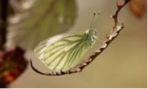 Premio especial para residentes en La Rioja - Mariposa en zarzamora