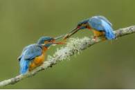 4_PremioValorNatural_ObsequiodeAmor_AndresMiguelDominguez_baja