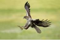 Título: "El vuelo de la perdicera"