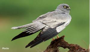 aguilucho-cenizo-macho