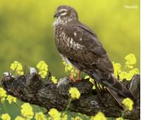 aguilucho-cenizo-hembra