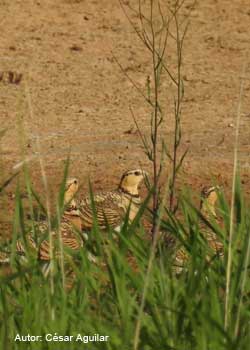 AmenazasIberica_Cesar-Aguil