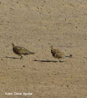 distribucion_gangaiberica