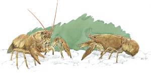 ilustracion_cangrejo