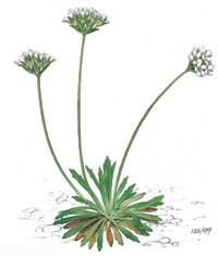 Androsela Riojana