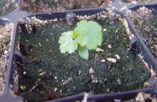 Planta de Grosellero de Roca en vivero