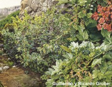 Ilustración del Grosellero de Roca