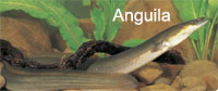 anguila