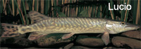 lucio