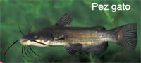 pez-gato