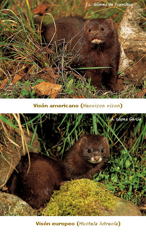 visón europeo y visón americano