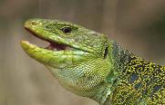 lagarto ocelado