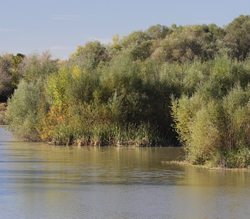 Reserva Natural de los Sotos de Alfaro