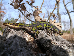 tritón jaspeado
