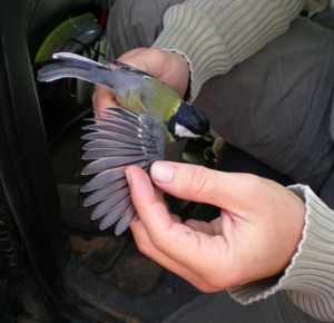 anillamiento de aves