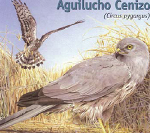 aguilucho cenizo