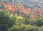 Bosque en Sierra de Cebollera