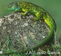 Lagarto Verde