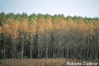 Bosques de ribera en los sotos de Alfaro