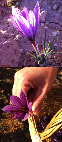 cultivo de azafrán ecológico