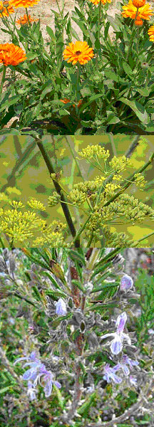 plantas aromáticas y medicinales