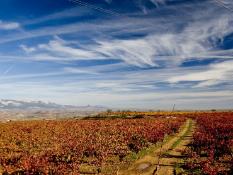 Paisaje otoñal de viñedo