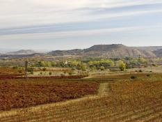 Paisaje otoñal de viñedo