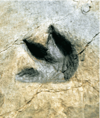 Icnita. Este enlace se abrirá en una ventana nueva